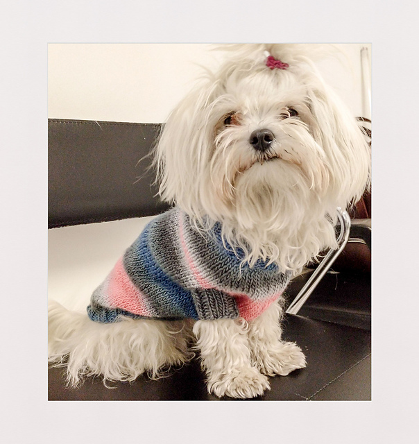Dog Sweater