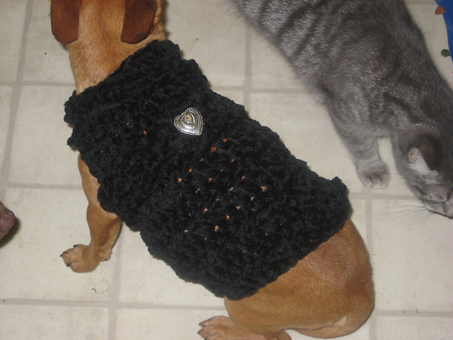 Super Easy Chihuahua Sweater