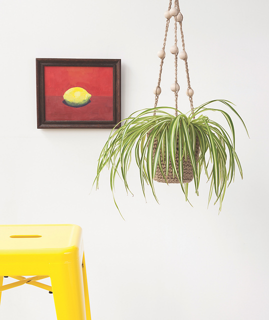 Jute Plant Holder