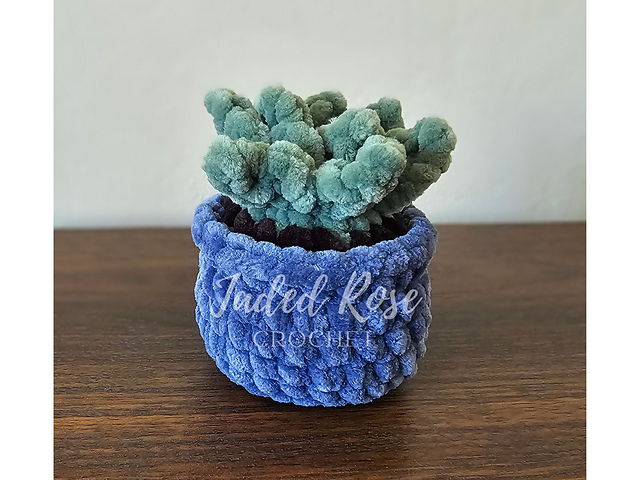 Mini Potted Succulent Plant