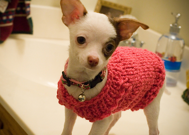 Pup Sweater