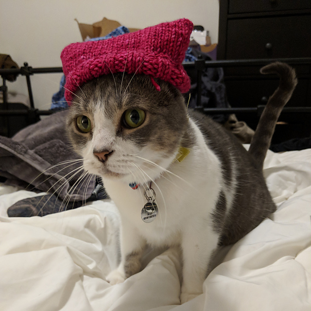 Pussy Hat for Pussy Cats