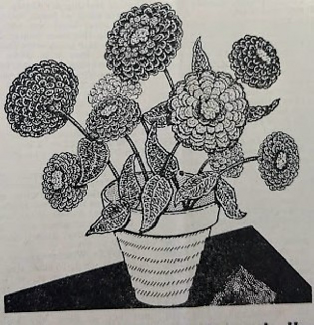Bouquet of Zinnias