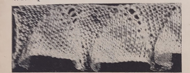 Knit Bell Edging
