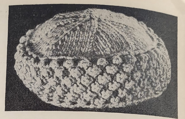 Pill Box Hat
