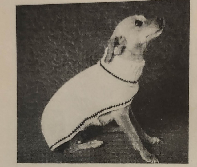 Pet's Knit Coat