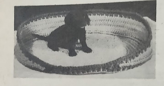 Dog Bed