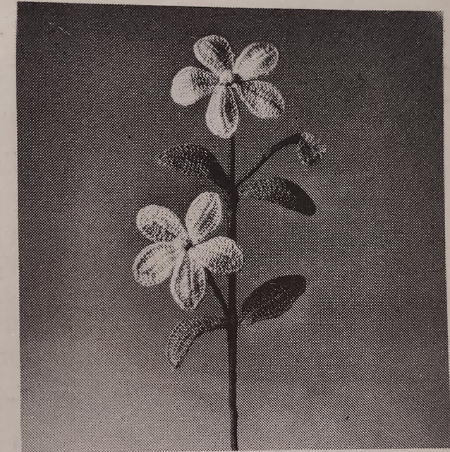 Rose Gentian