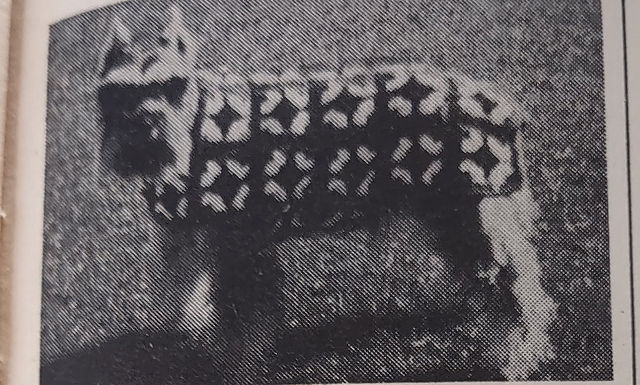 Dog Coat