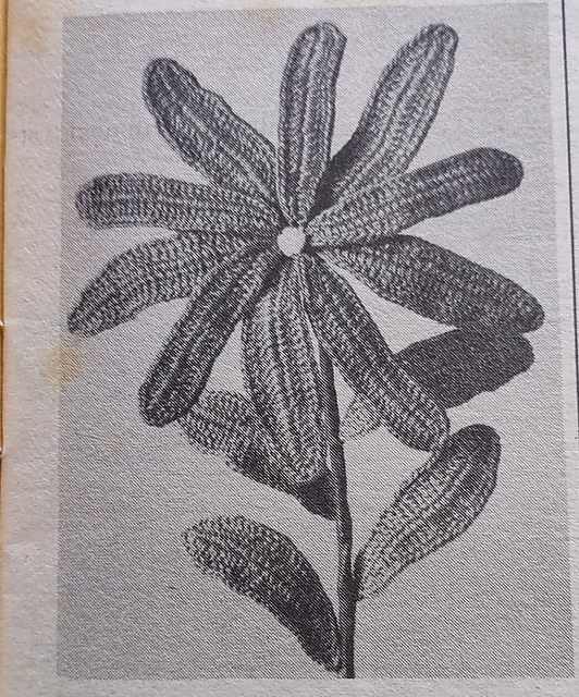 Poinsettia