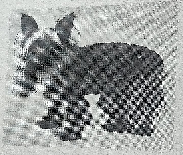 Dog Sweater in Mock Cable