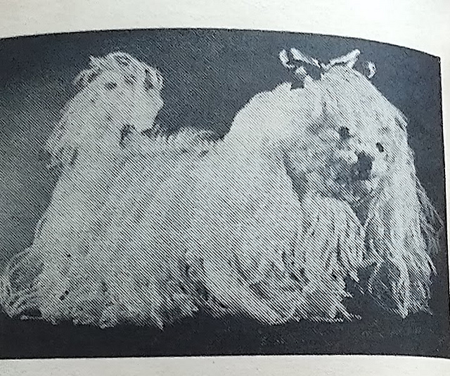 Fluffy Dog