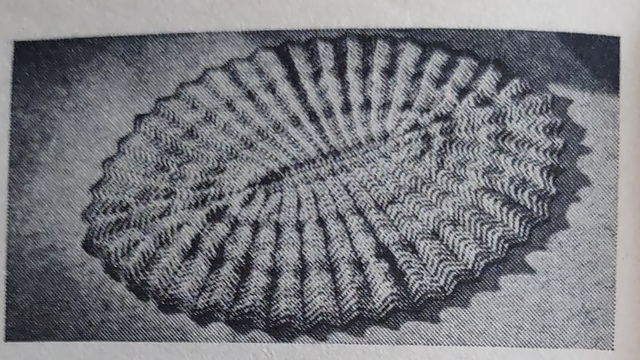 Ripple Rug