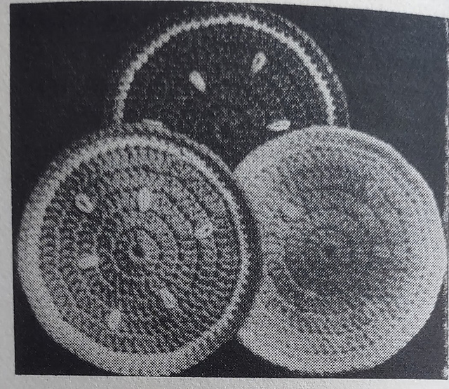 Citrus Slices
