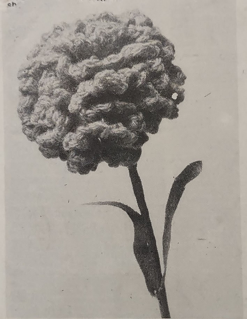 Bouquet of Carnations