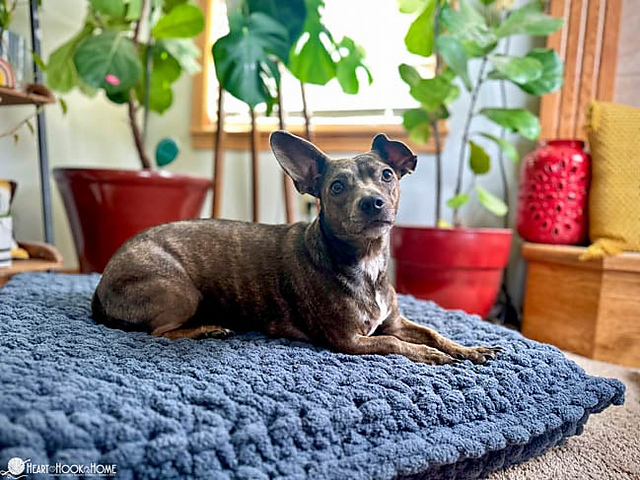 Dog Bed
