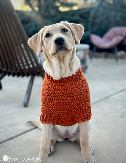 Raglan Dog Sweater