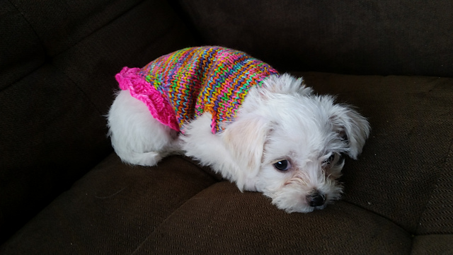 Seamless Doggie Sweater