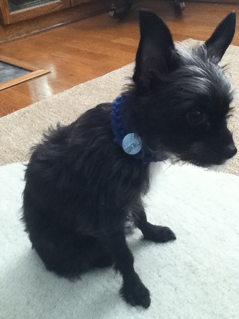Cute Knitted Collar: Supersoft Dog Collar