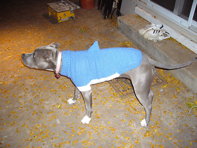 Shark 
