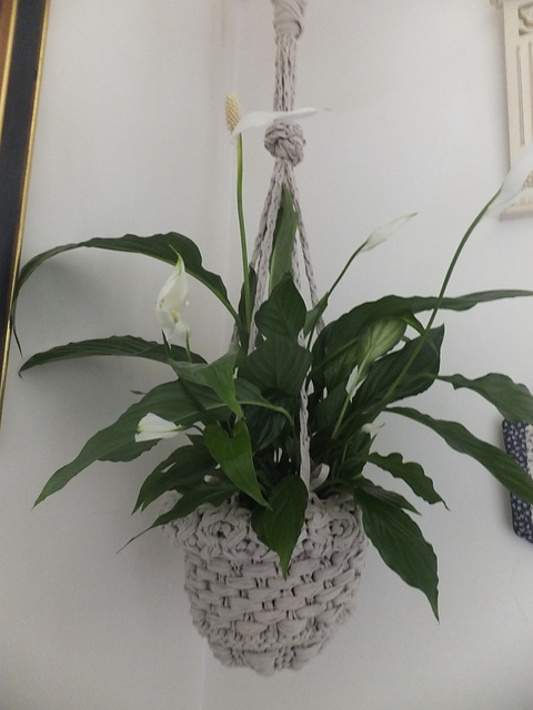 Rustic Plant Holder