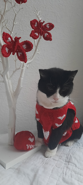 Valentine Heart Cat Coat