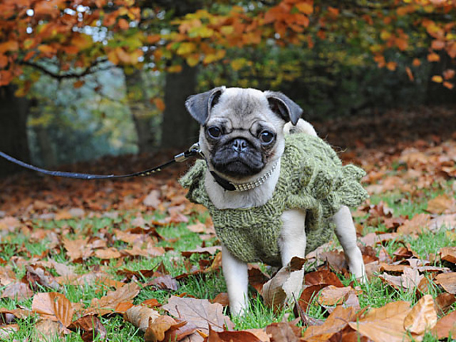 Leaf Tab Dog Coat