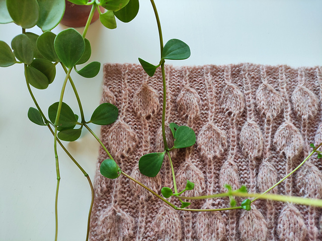 Peperomia Pepperspot Cowl