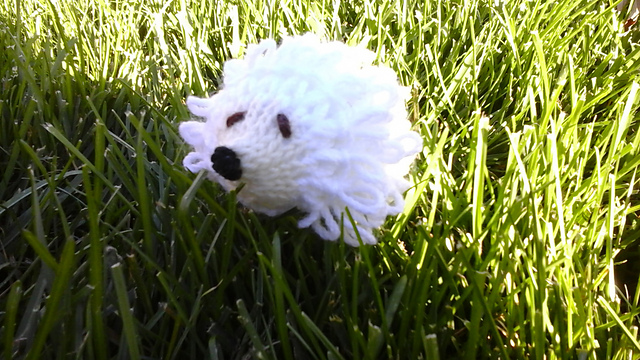 Baby Girl Hedgehog