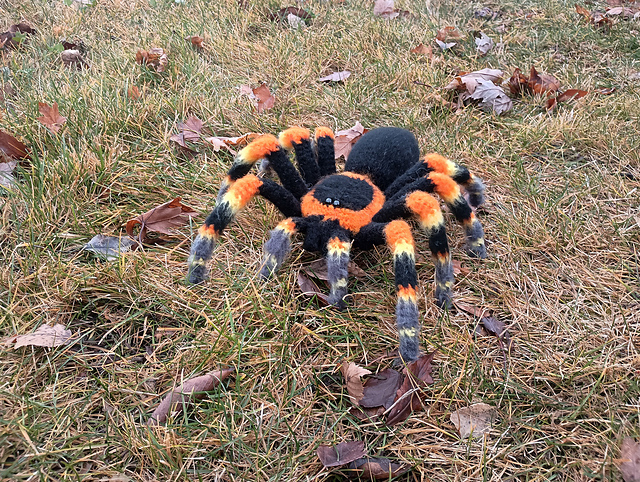 洋楽 Tarantula il_1080xN.7687074005_tdh0.jpg