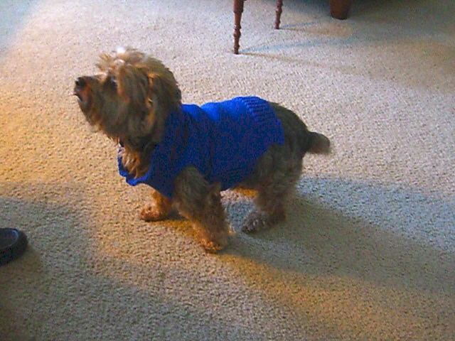 Ravelry: Machine Knit Dog Sweater pattern by Breezy Spencer