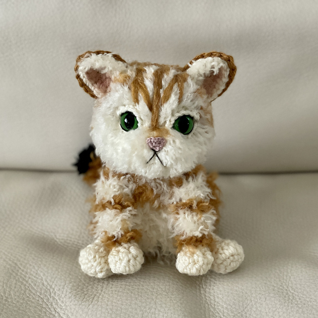 Scottish Straight Orange Cat