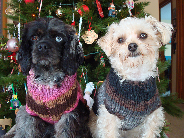 Teeny-Tiny Dog Sweater