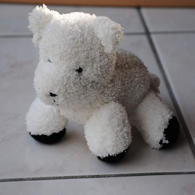 #11 - L'ours blanc 
