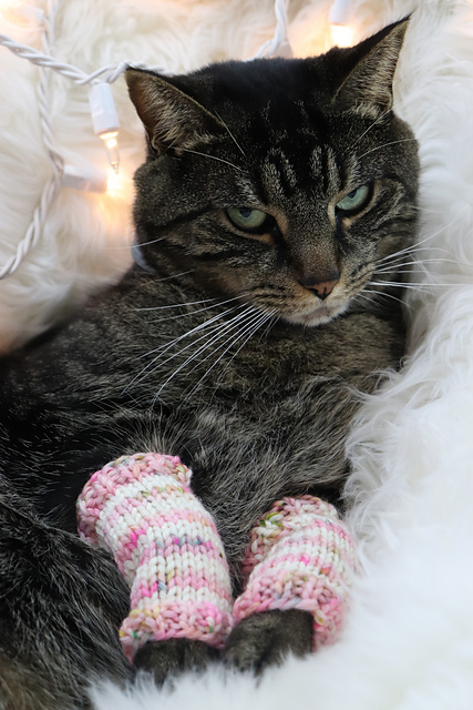 Strike a Paws