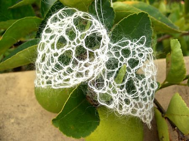 White Lace Leaf Ornament