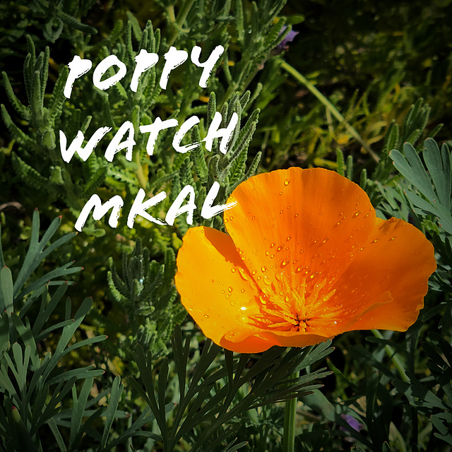 Poppy Watch Mystery KAL 2020