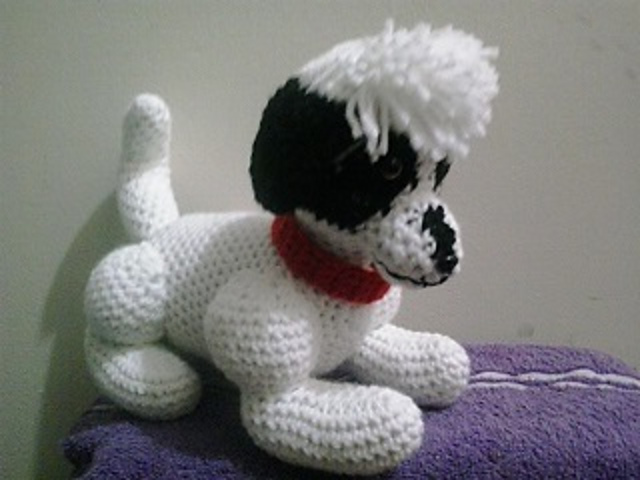 George the Shih Tzu