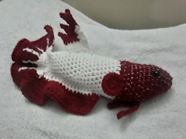 Panini the Betta Fish