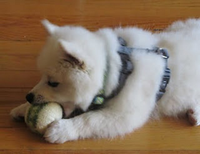 Indy's Ball