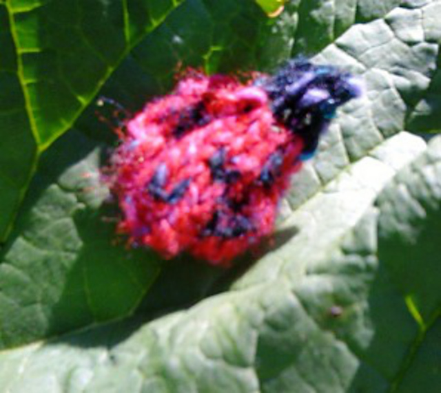 Ladybug