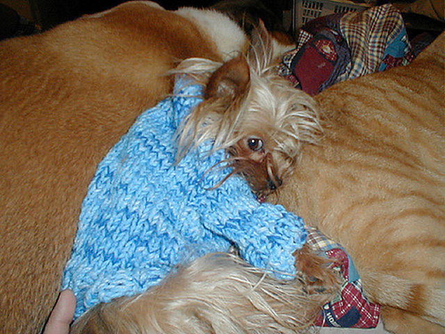 Dog Sweater: Glamour pup
