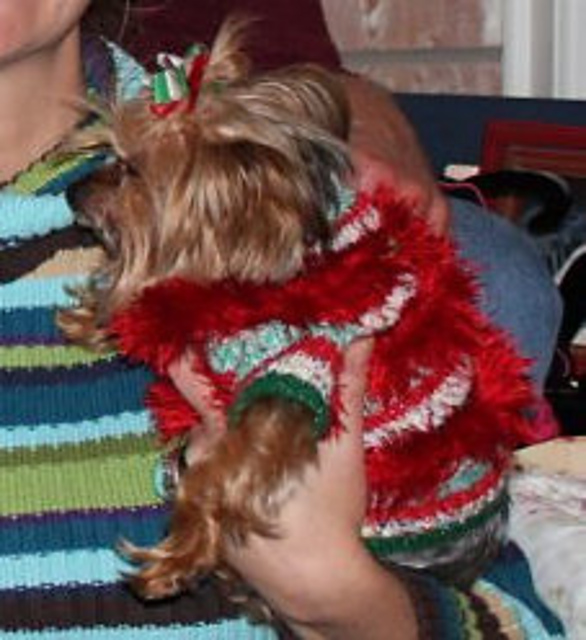 Dog Coat