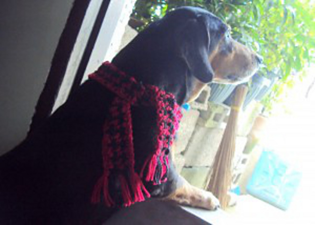 Houndstooth Pet Scarf
