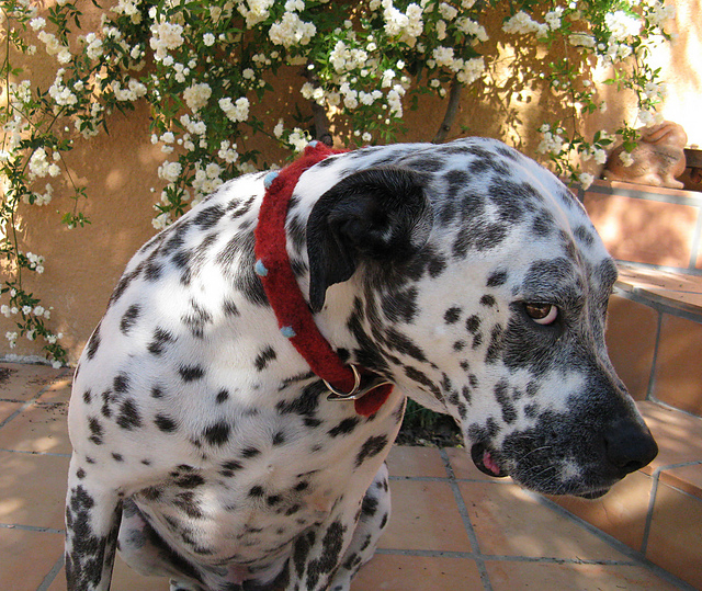Felted Dog Collar