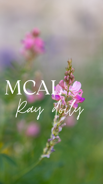 MCAL Ray Doily