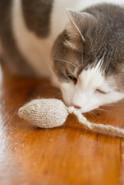 Cat Toy