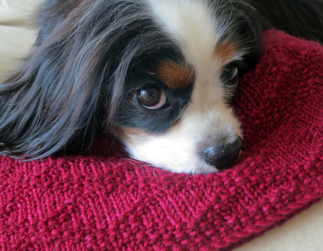 Sammy's Cowl