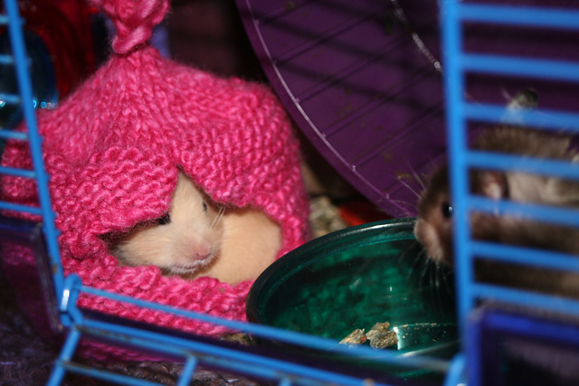 Hamster House