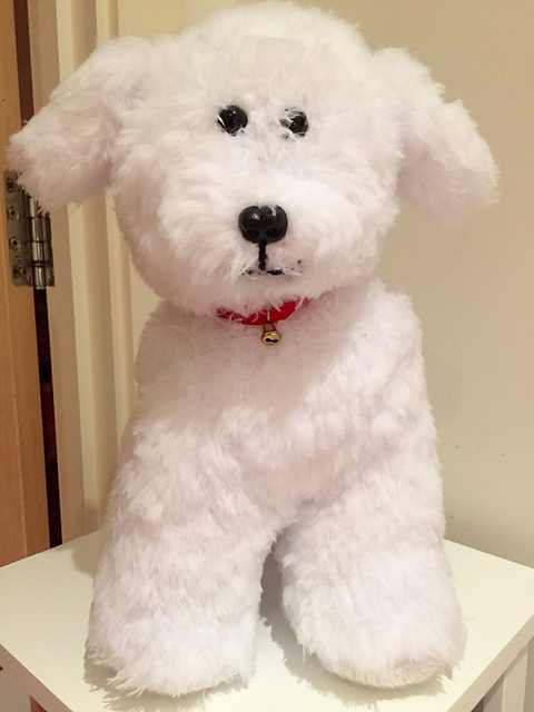 Bichon Frise
